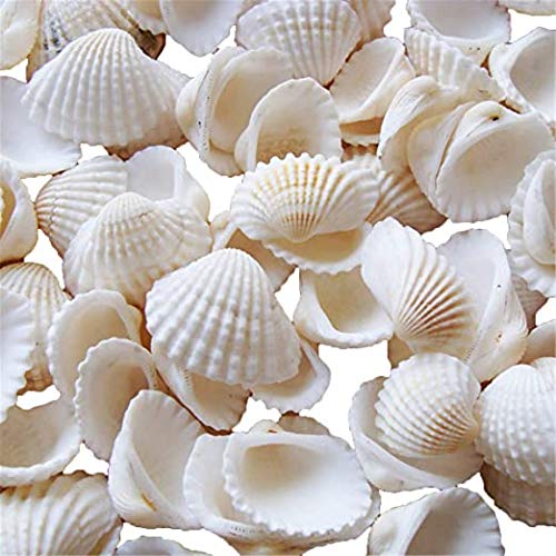SHELL Pack is of 100g ARA001