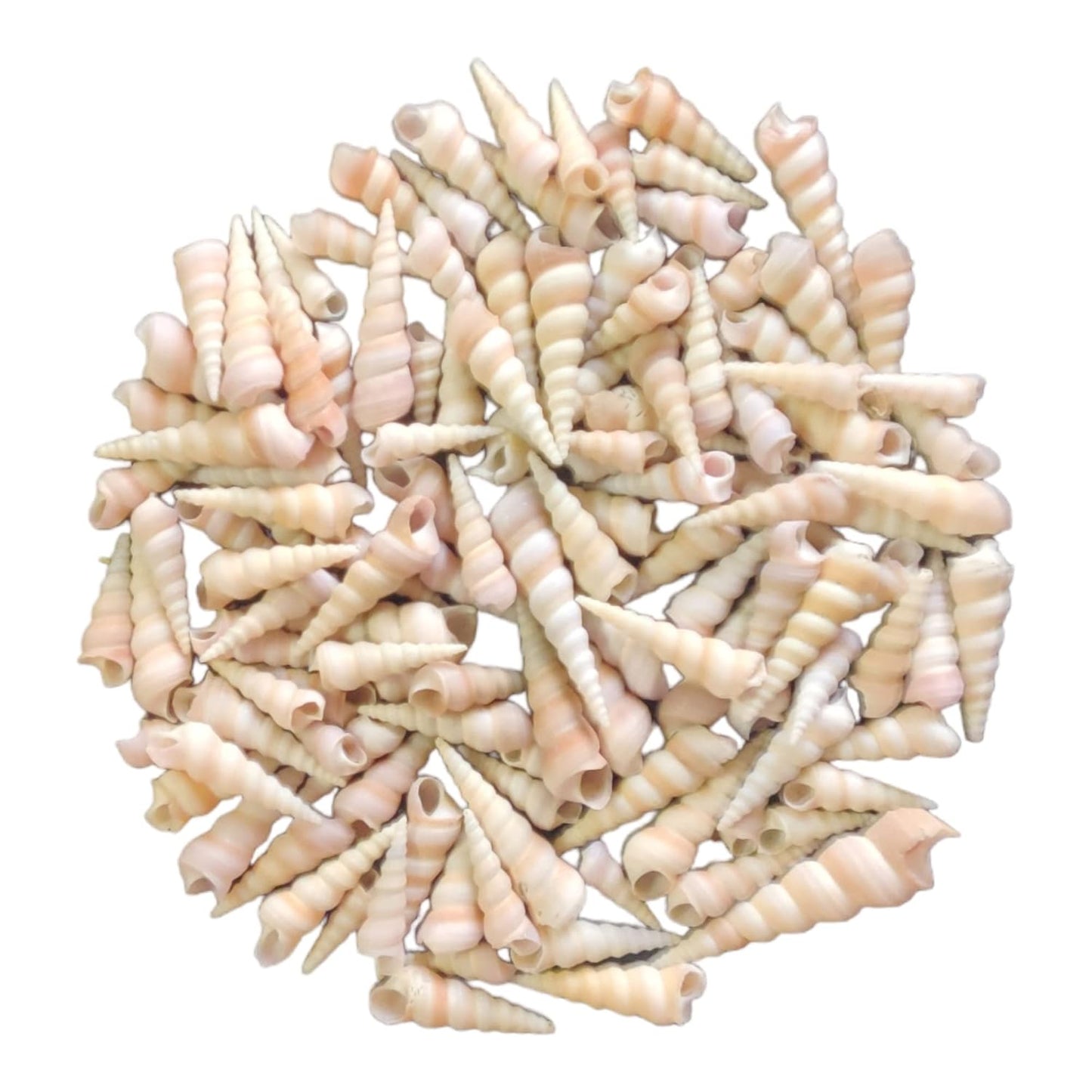 SHELL Pack is of 100g ARA021