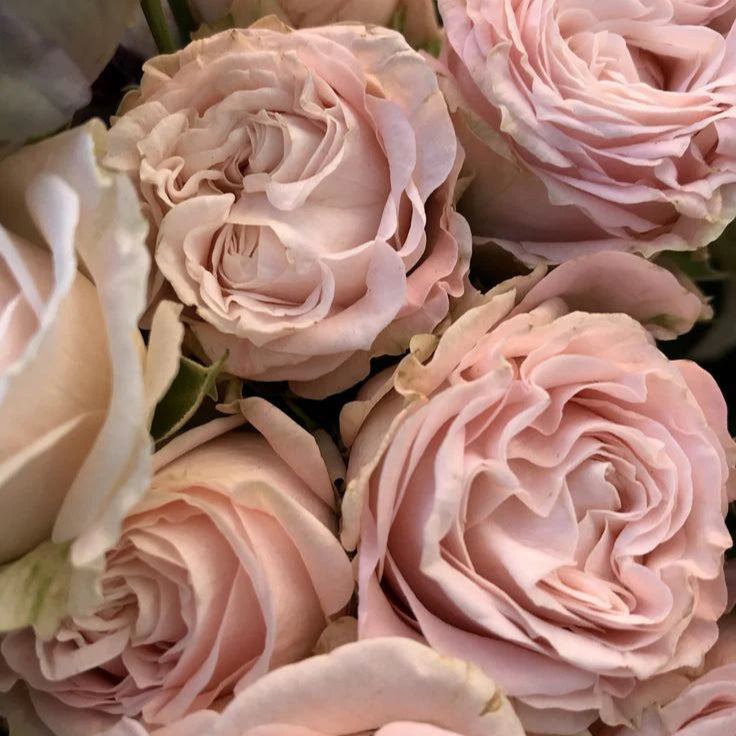 Rose Sparkle Fragrance FO080