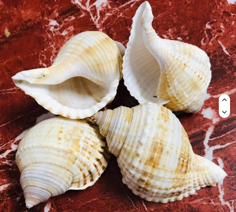 Natural Decorative Sea Shells for DIY & Home Décor (100gm) | ARA039