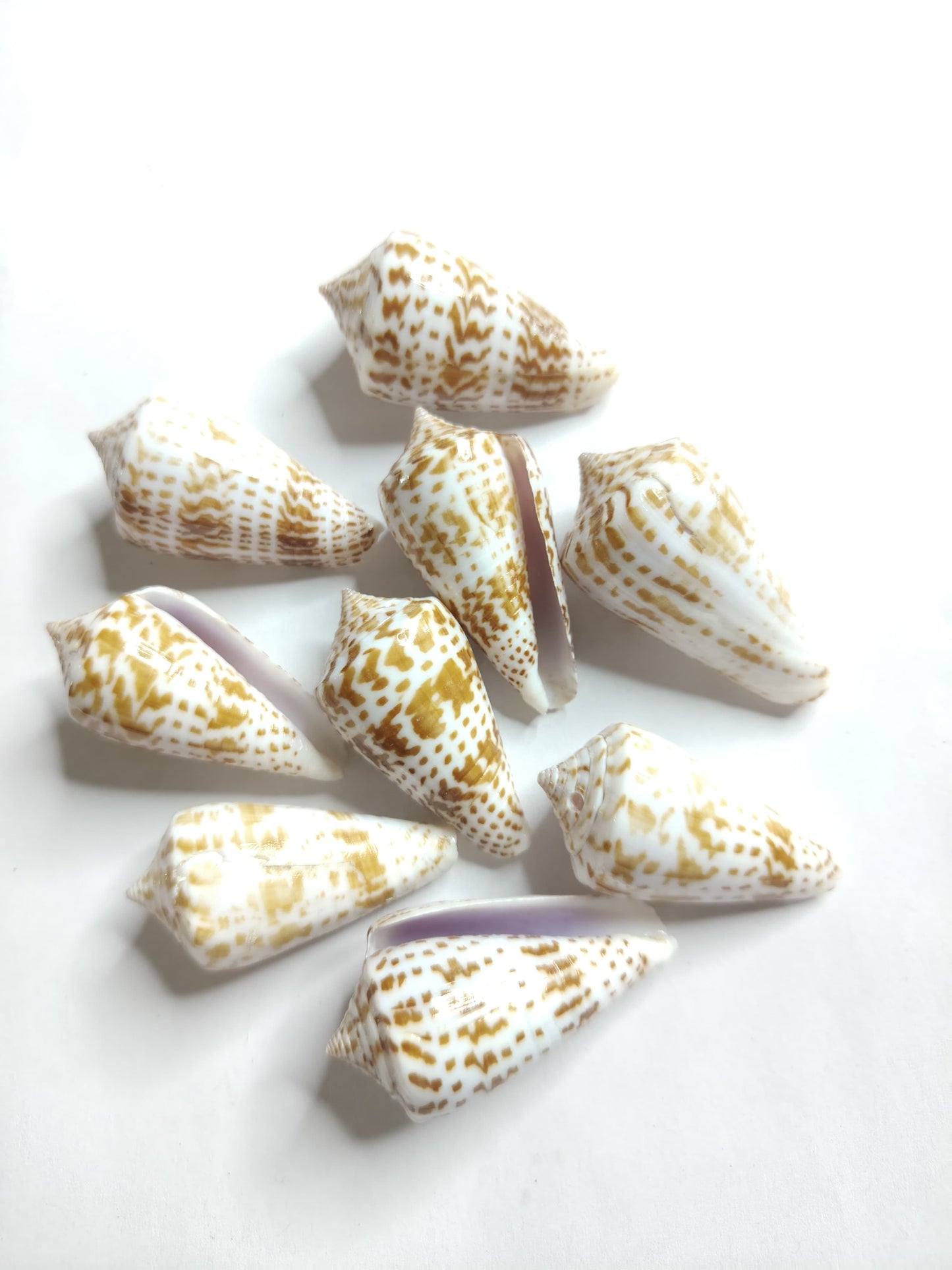 Shell 100gram ARA026