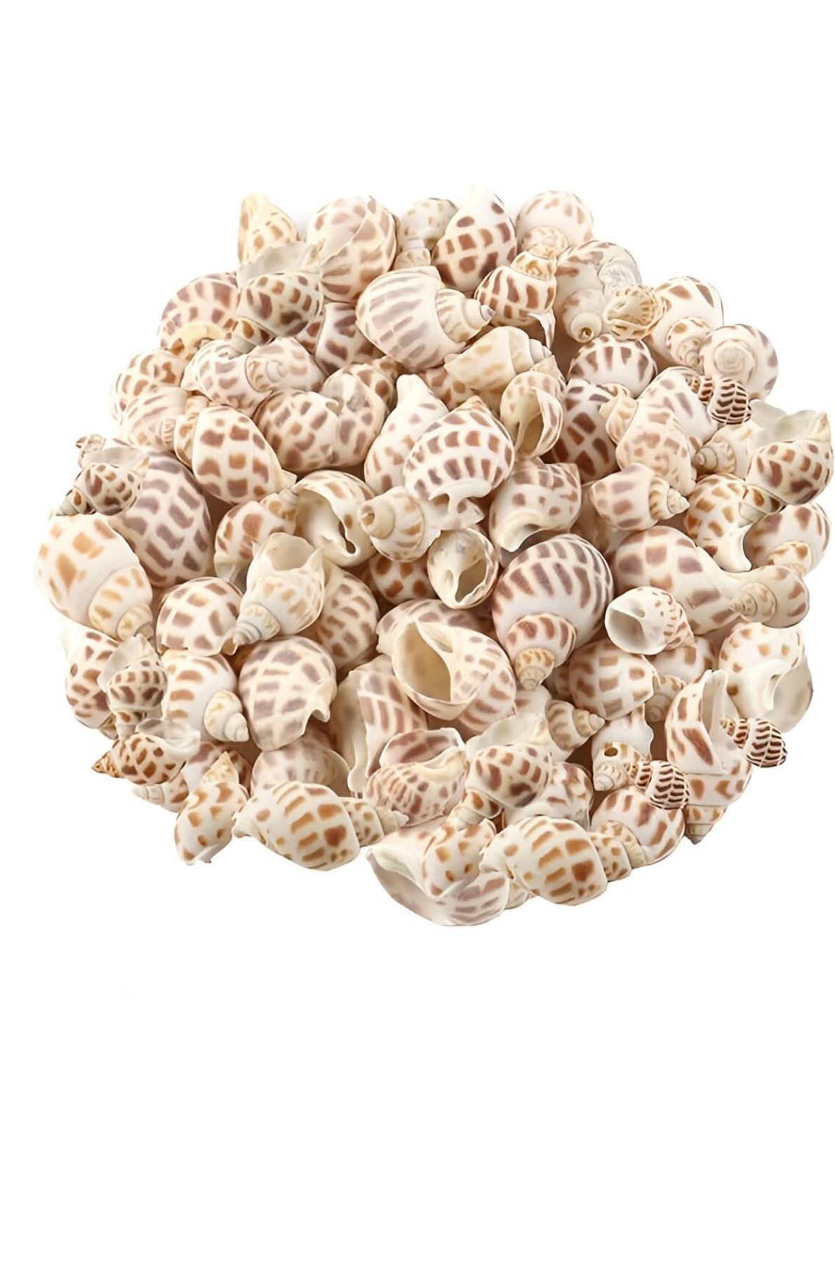 Natural Spiral Sea Shells for DIY Crafts, Resin Art & Decoration (100gm) | ARA038