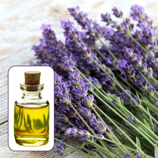 Lavender Oil Essential Oil EO008