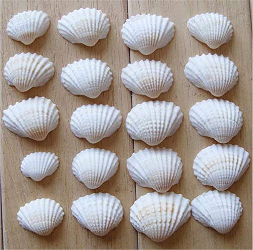 SHELL Pack is of 100g ARA001