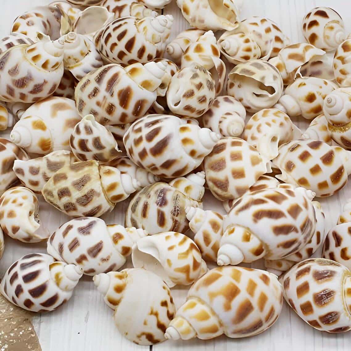 SHELL 45pc approximately Pack is of 100g ARA003