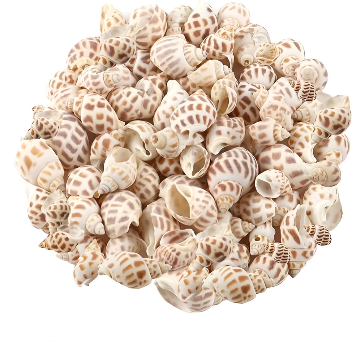 SHELL 45pc approximately Pack is of 100g ARA003