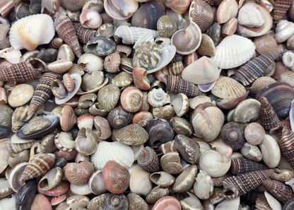 Natural Mixed Seashells for DIY Crafts, Resin Art & Home Décor 100gm|ARA040