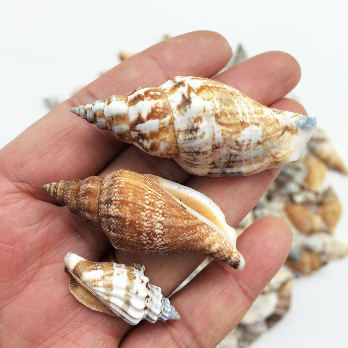 Real Shell Packs SHELL Pack is of 100g ARA002 – MATIN IMPEX