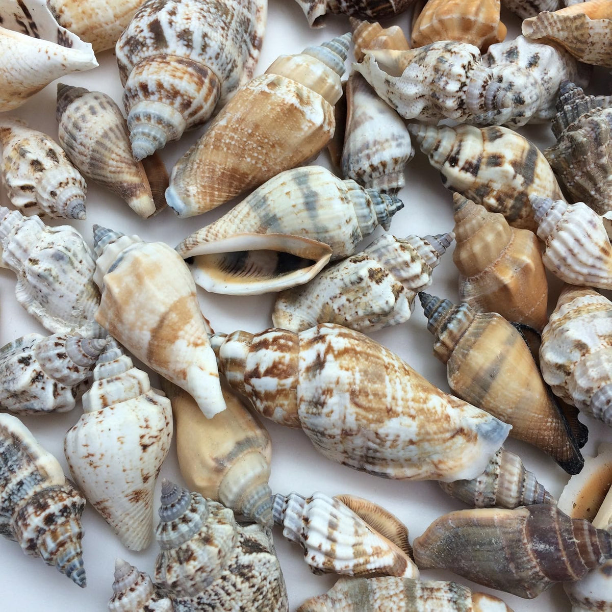 Real Shell Packs SHELL Pack is of 100g ARA002 – MATIN IMPEX