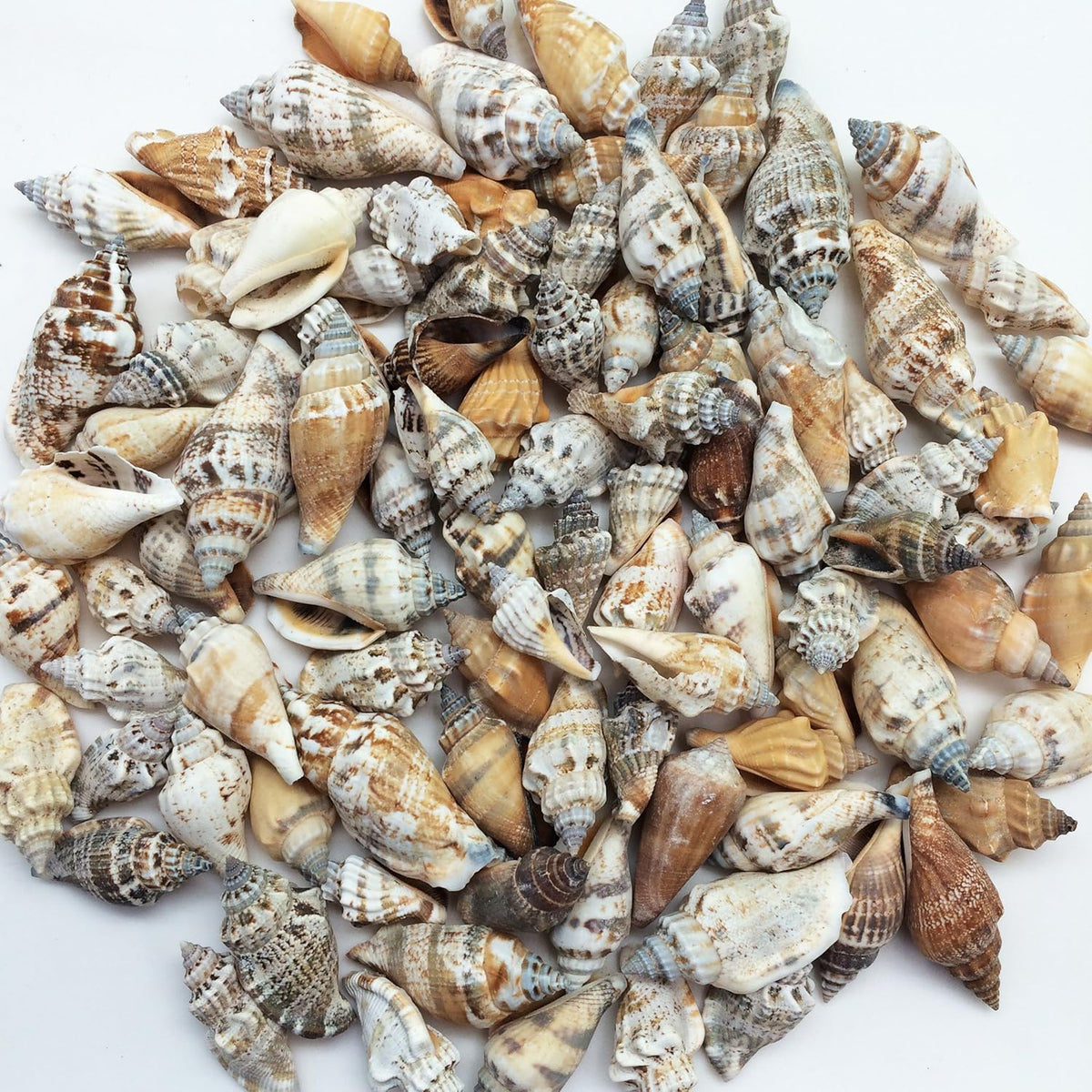 Shell Saheps SHELL Pack is of 100g ARA002 – MATIN IMPEX