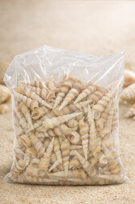 Turritella Sea Shells 2 to 3 inch 100gram | ARA037