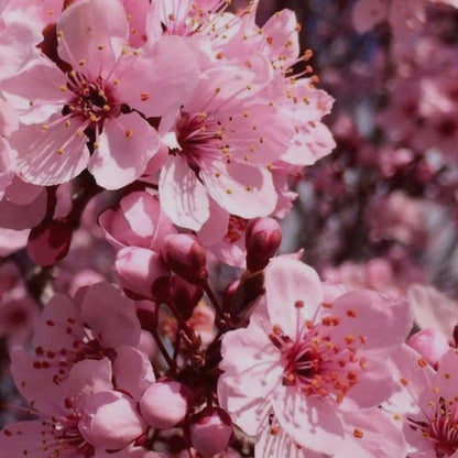 Japanese Cherry (Fruity) Fragrance FO043