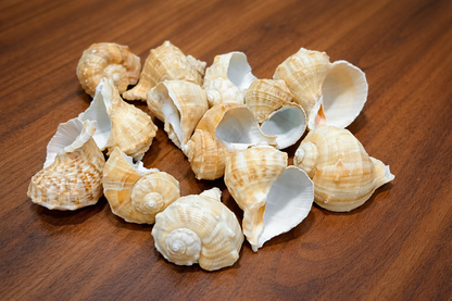 Natural Decorative Sea Shells for DIY & Home Décor (100gm) | ARA039