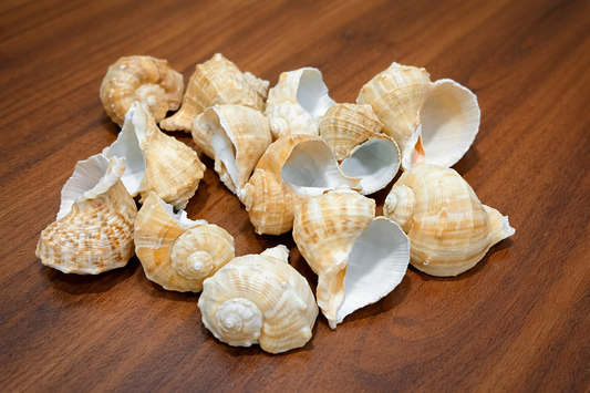 Natural Decorative Sea Shells for DIY & Home Décor (100gm) | ARA039