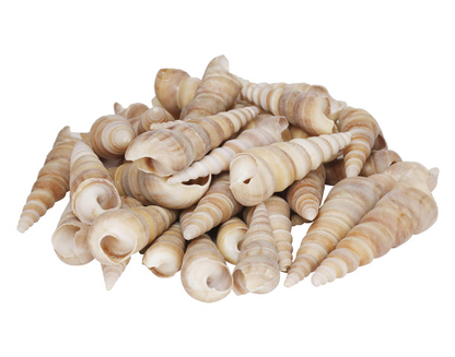 Turritella Sea Shells 2 to 3 inch 100gram | ARA037