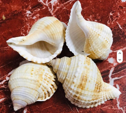 Natural Decorative Sea Shells for DIY & Home Décor (100gm) | ARA039
