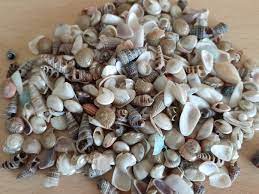 Natural Mixed Seashells for DIY Crafts, Resin Art & Home Décor 100gm|ARA040